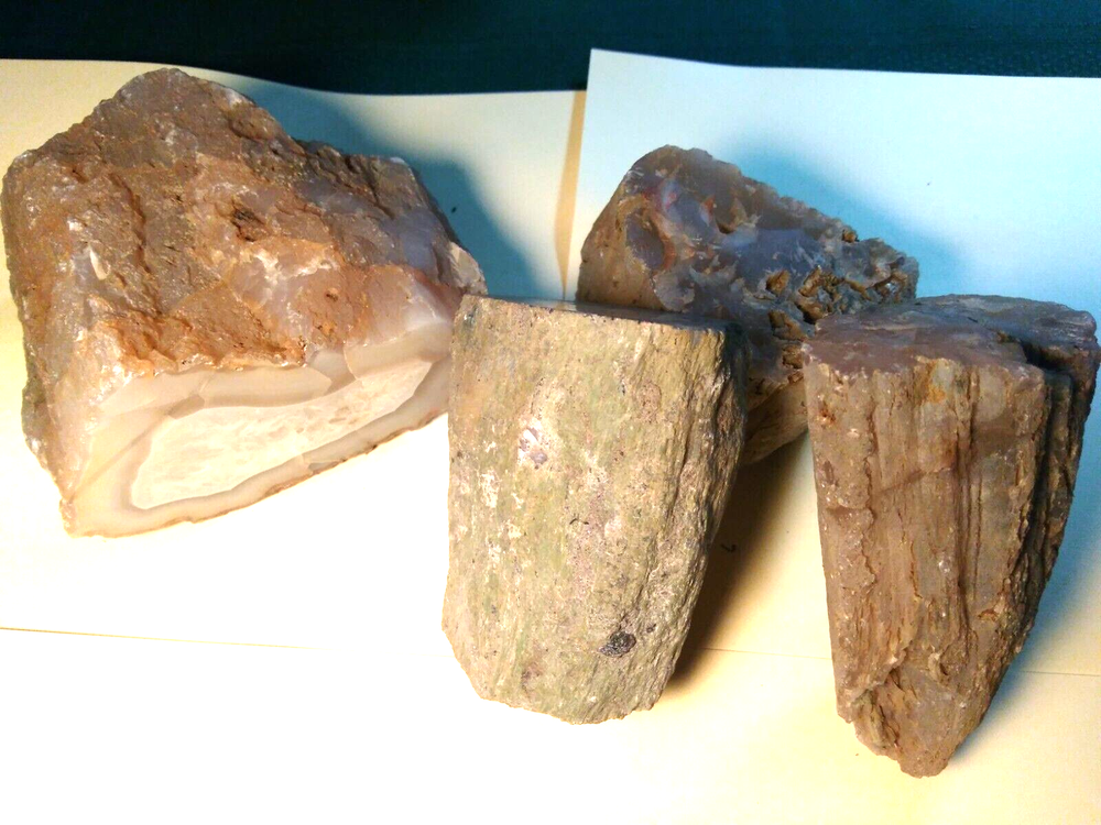 Petrified Wood Limb Casts