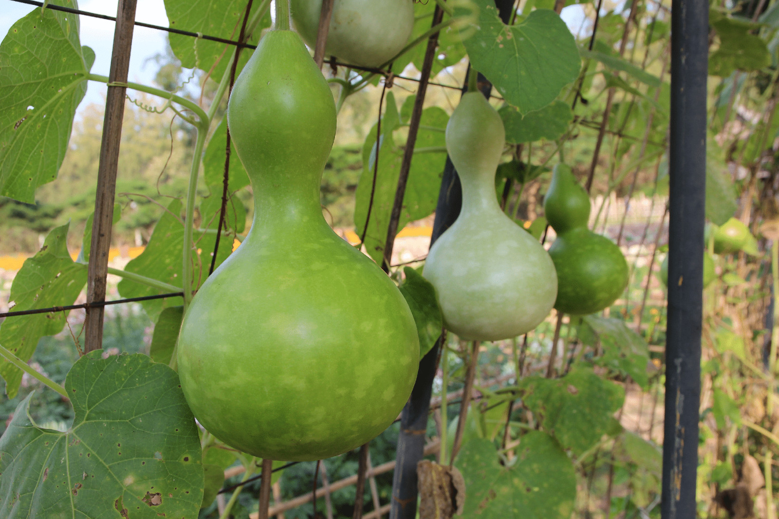 Birdhouse Bottle Gourd Seeds, NON-GMO, Calabash, Ornamental, FREE SHIPPING