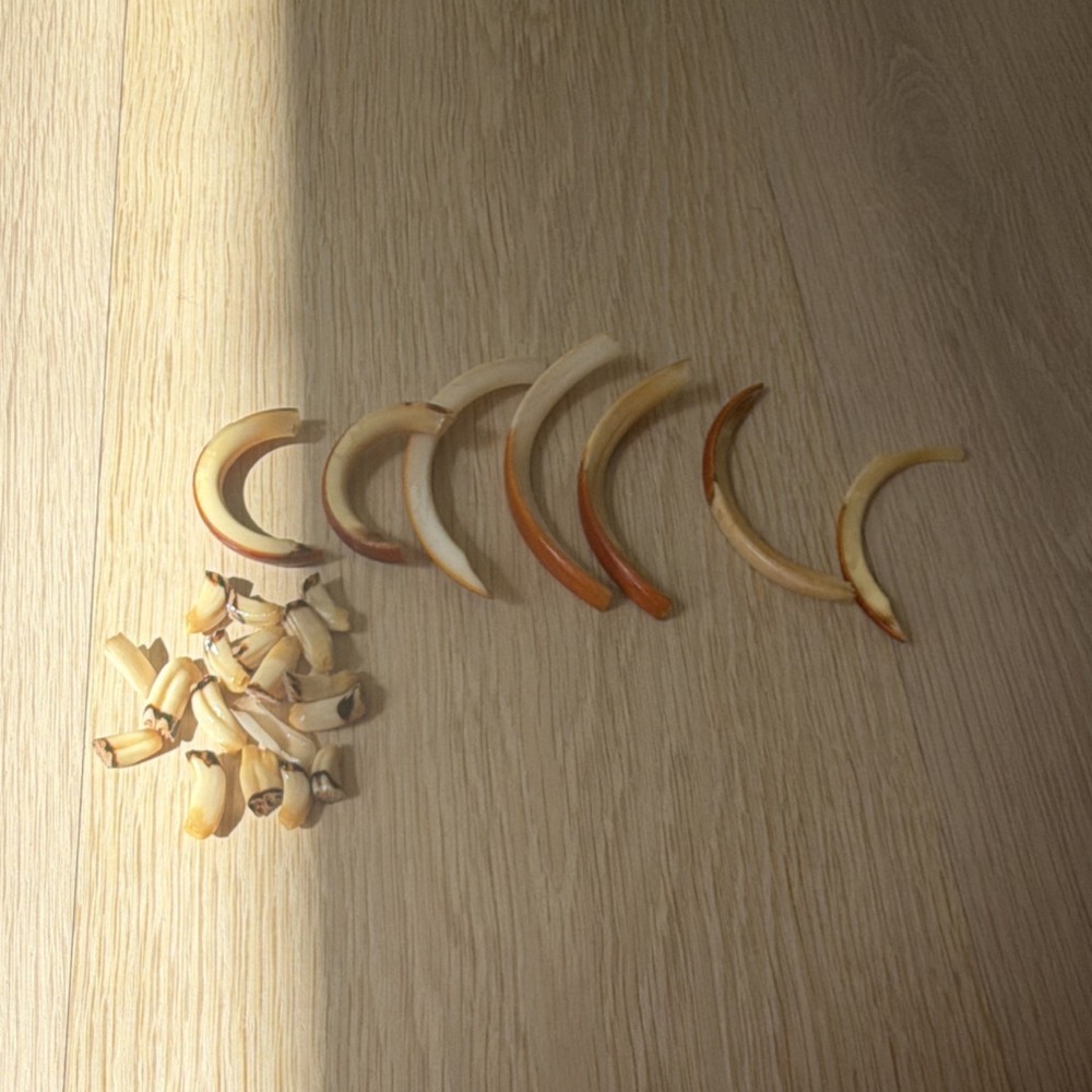 Beaver teeth