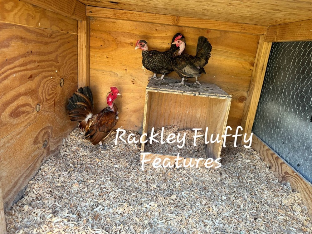 12 Kikiriki Hatching Eggs