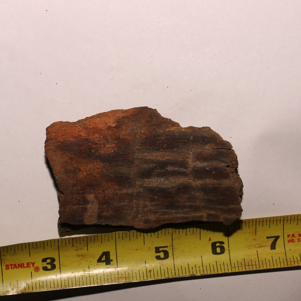 Nice Dinosaur Rib Piece - Hell Creek Formation Cretaceous - Authentic Fossil