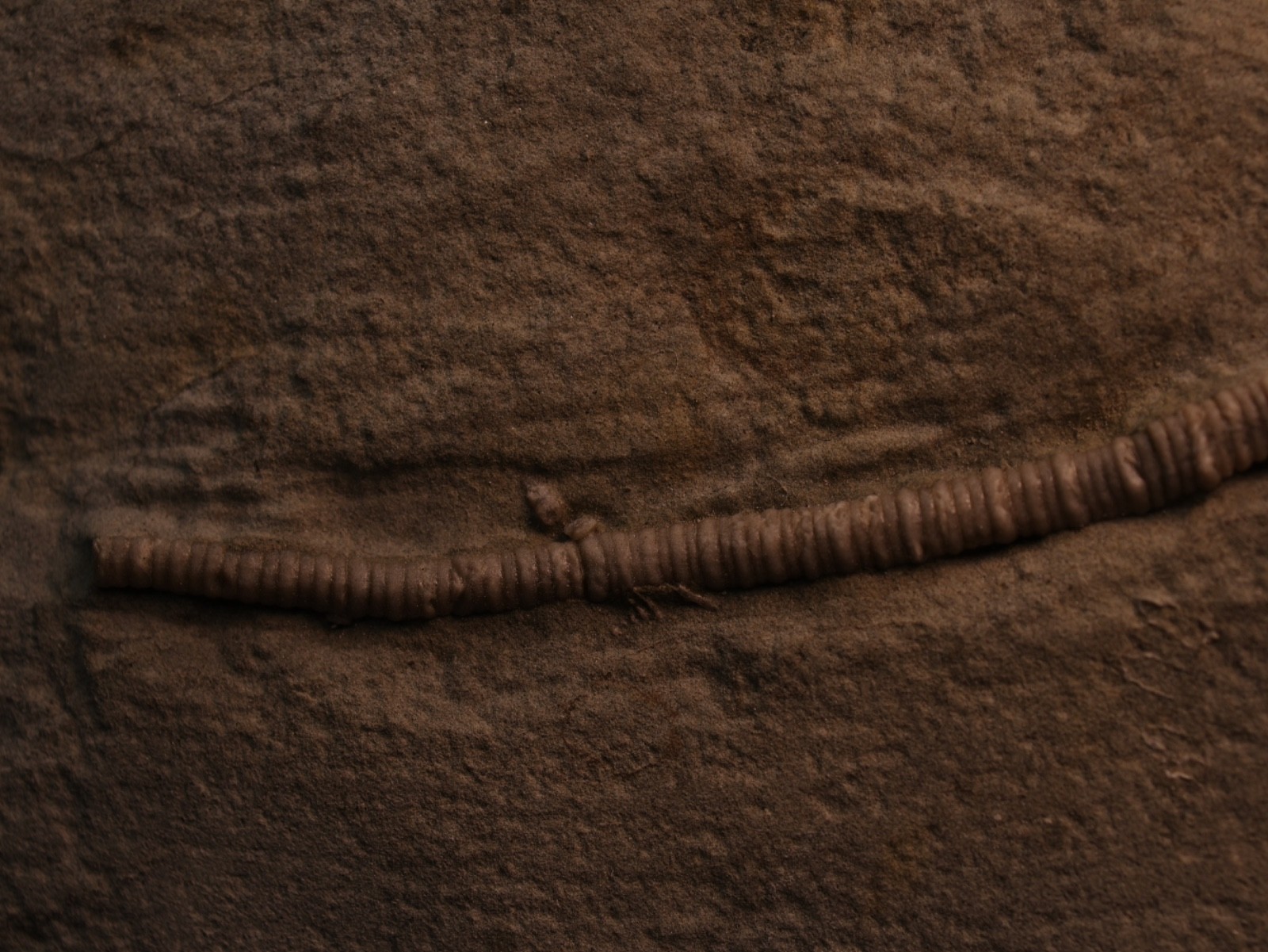 Actinocrinites gibsoni Crinoid Fossil, Crawfordsville, IN