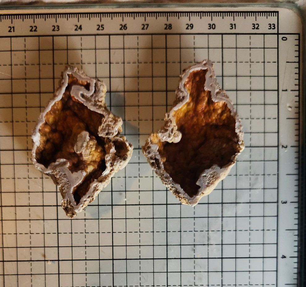 Florida Agatized Coral Fossil Pair, unpolished Chalcedony Fluorescent!