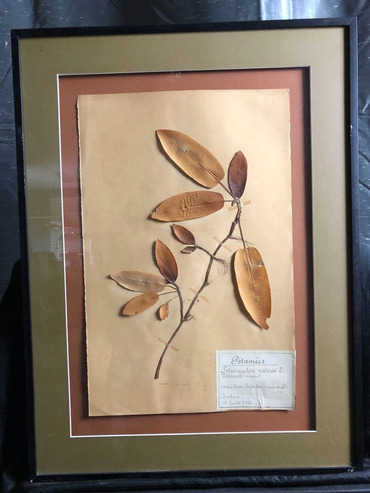 1932 Pressed Botanical Specimen Floating pondweed