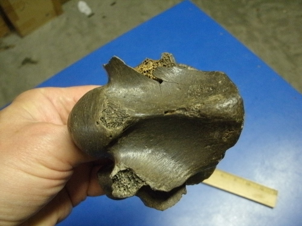 FOSSIL BISON VERTEBRA FROM KANSAS