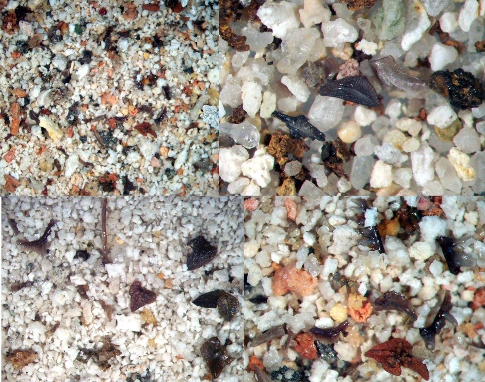 Devonian to Pennsylvanian conodonts microfossil matrix collection 6 conodont