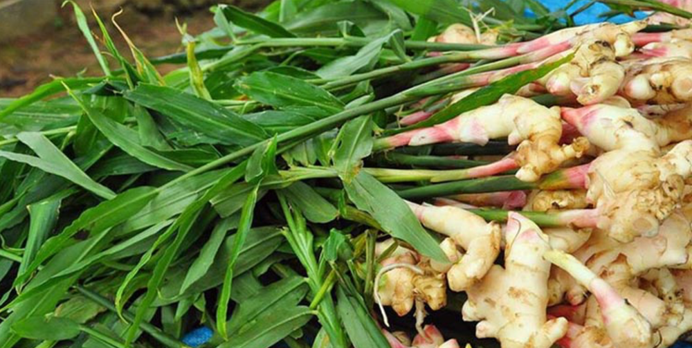 0.5- 7 Ibs - Fresh Ginger Root Organic USDA Certified
