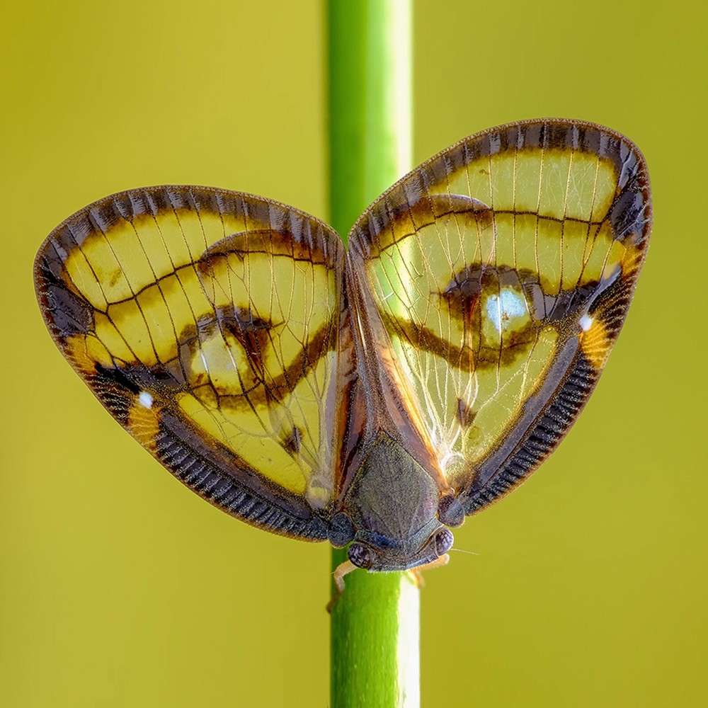 For Macro Flash Speedlite Softbox Diffuser Reflector Snoot Diffuser Universal