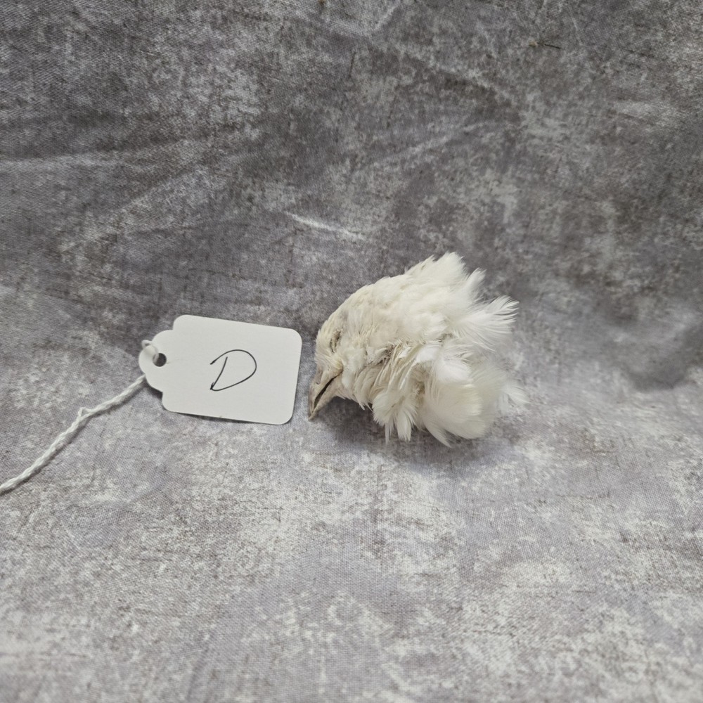1 Dried Quail Head D