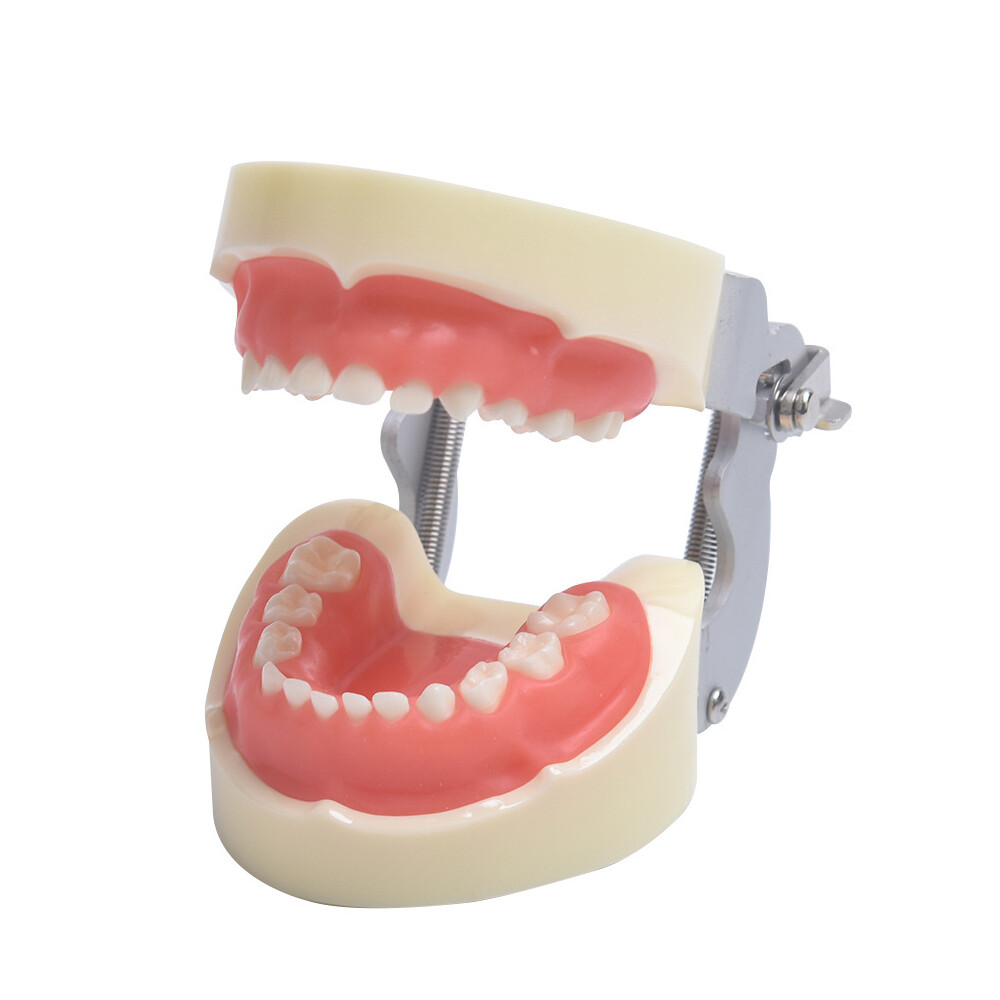 24 Teeth Removable Replaceable Children Deciduous Tooth Preparation Teacth Model