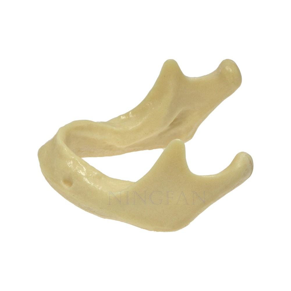 Dental Implant Practice Model, Lower Jaw Drilling, Maxillary Sinus Lifting Type