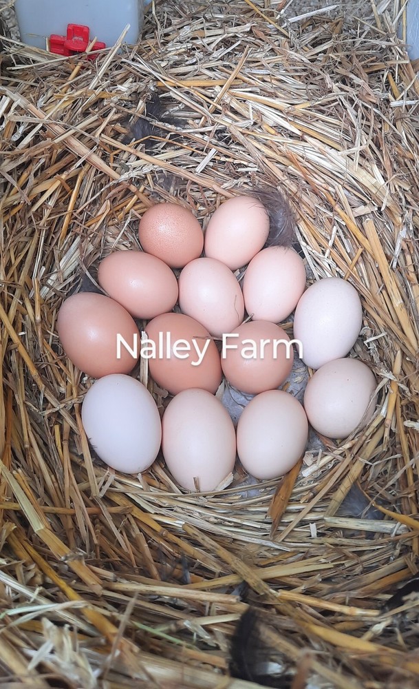 Silver Laced Wyandotte (12) 🐣 fertilized hatching eggs.Please read description.