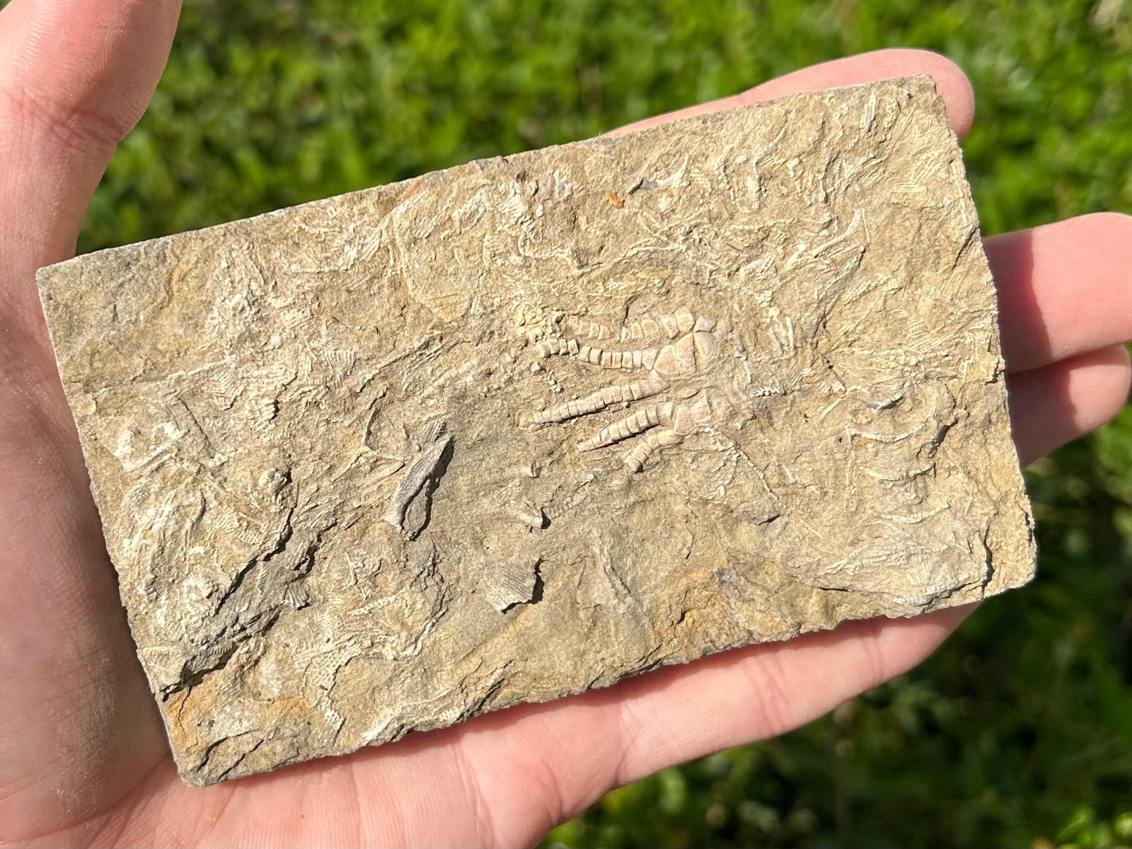 NICE Fossil Crinoid in Matrix Cymbiocrinus Alabama Bangor Limestone Formation
