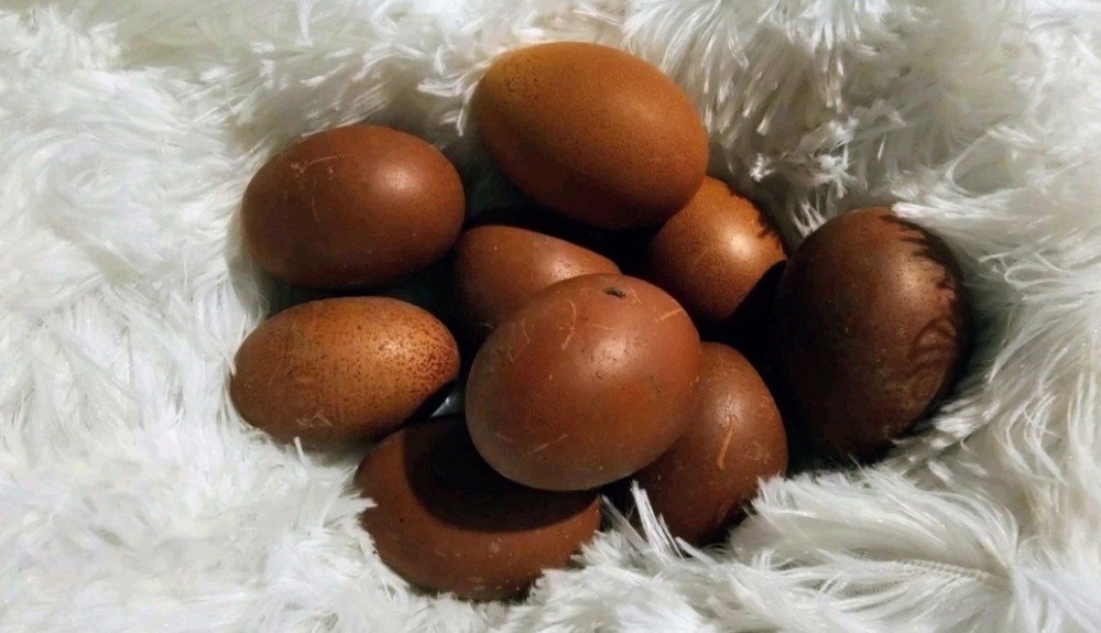 Hatching Maran Eggs 6+ (Splash,blue And Black Copper)