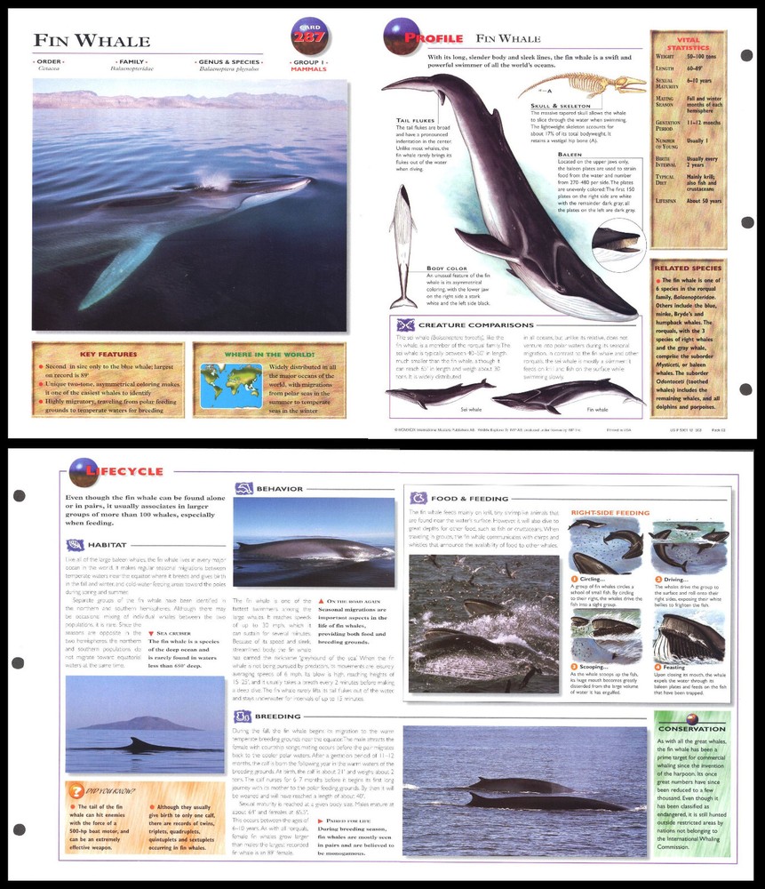 Fold-Out Sheet - Fin Whale - 287