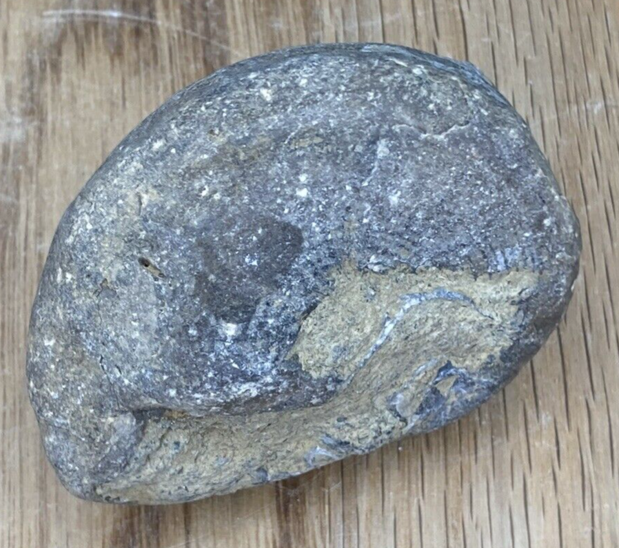 Fossil Specimen, Gastropod, 66mm