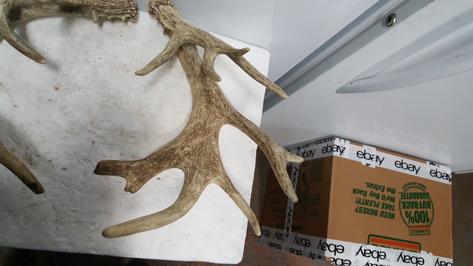 185-4" WHITETAIL DEER sheds Antlers mule mount taxidermy elk rack moose