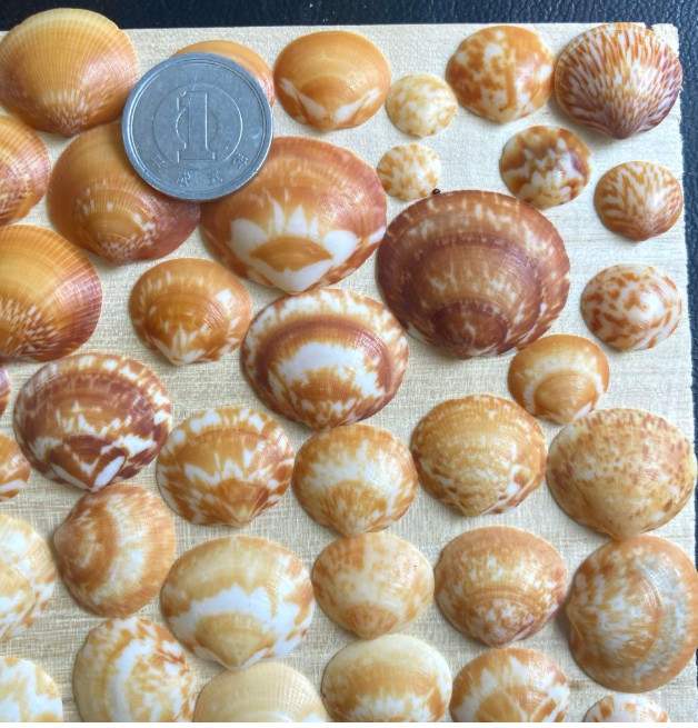 Shell from japan　Clams very small to small