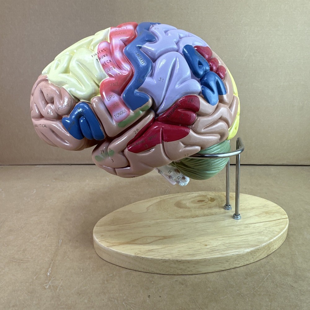 Human Brain Model with Laser-Engraved Numbers and Labeling | Includes Case/Stand