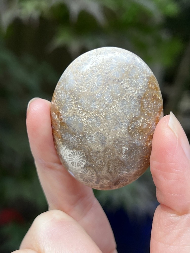 Fossilized Coral Crystal Palmstone AAA+ 28