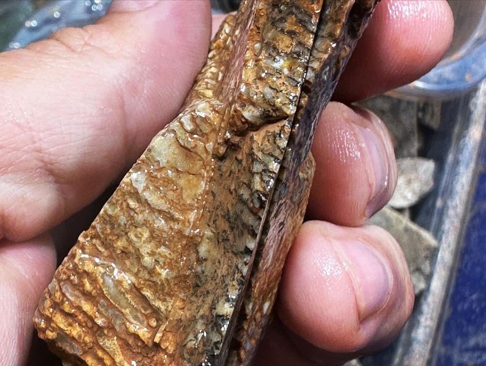 Dinosaur bone rough fortified wash split.