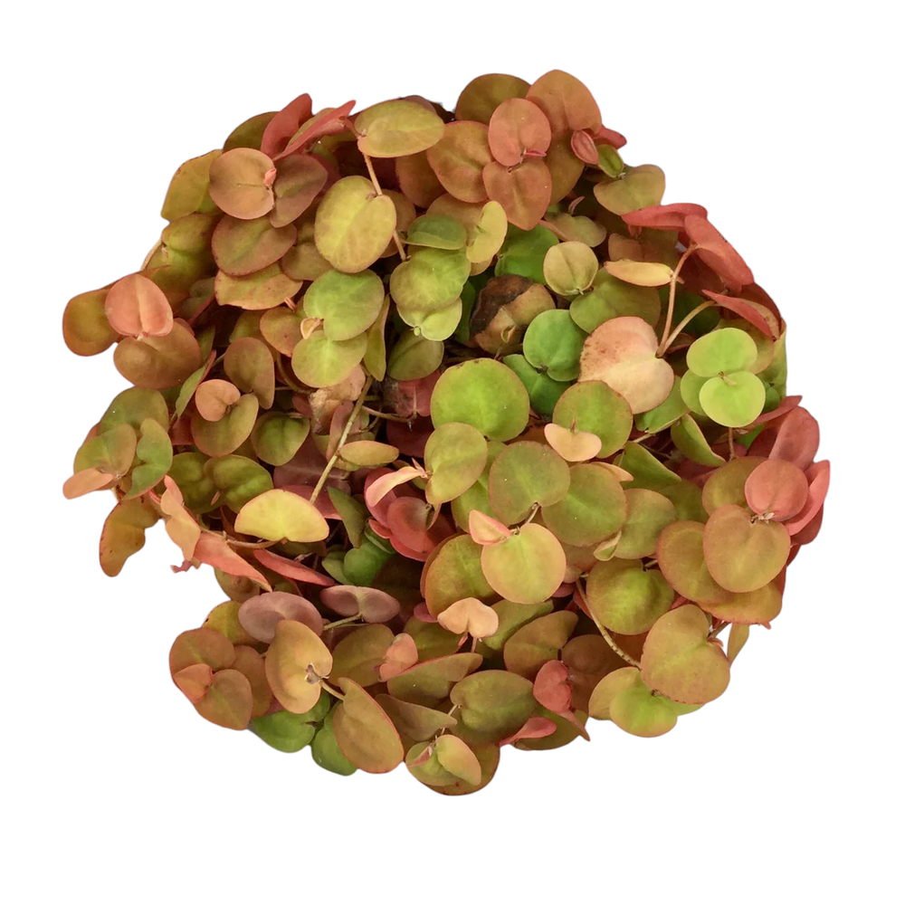 Red Root Floaters