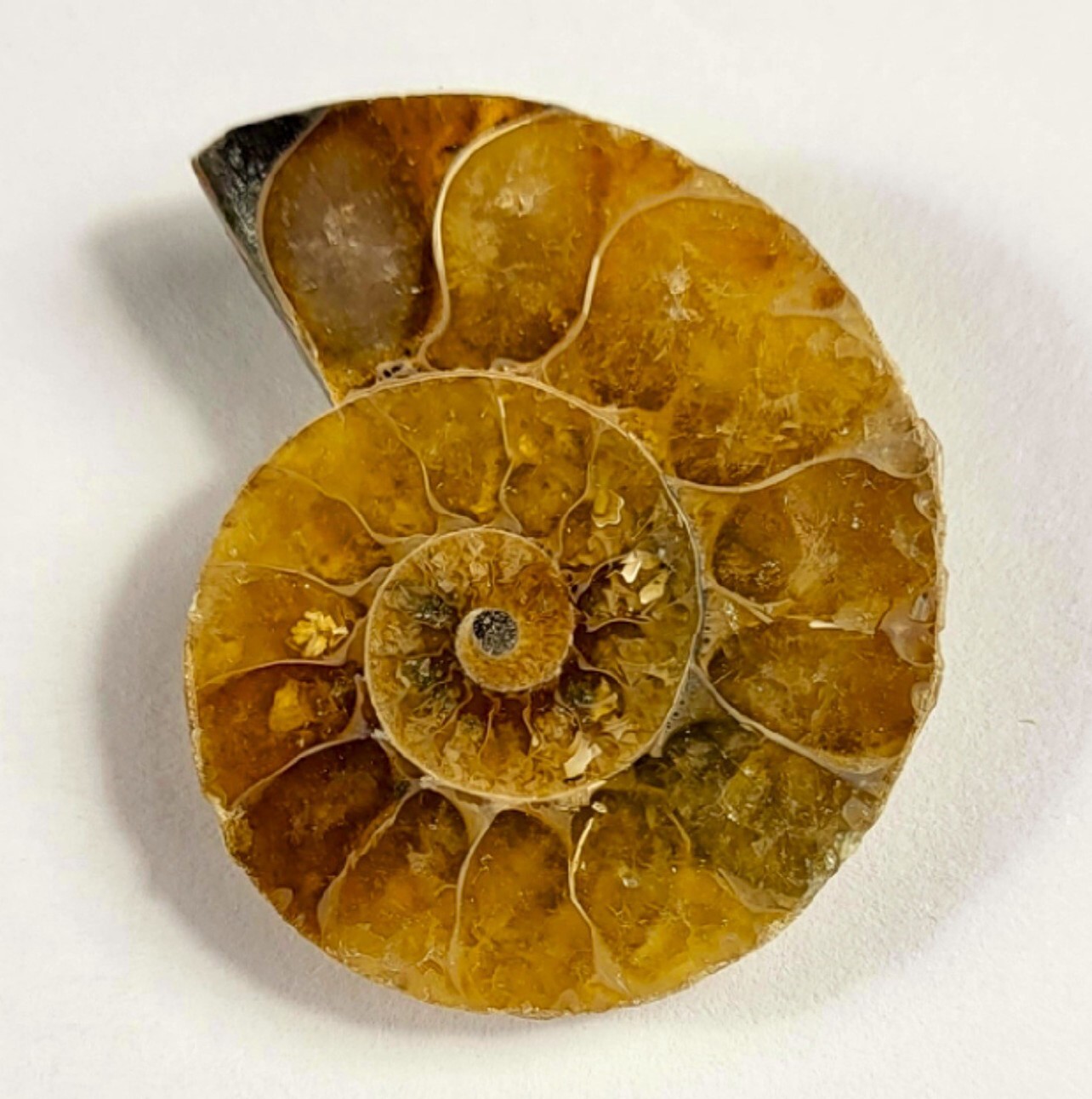 32mm Half Ammonite Spiral Fossil Shell Natural Fossilized Ammolite - Madagascar