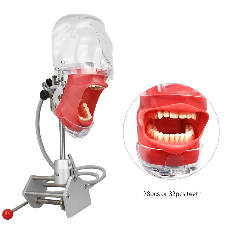 Dental Phantom Head Model&Replacement Manikin Teeth Silicone Model Fixed on Desk