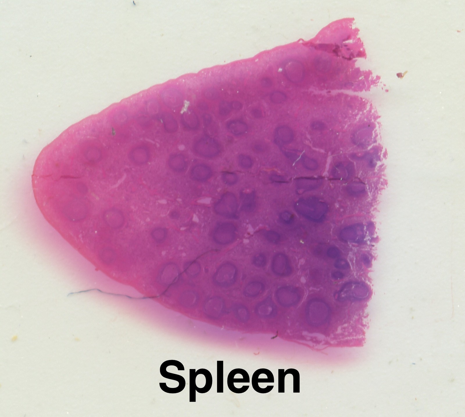 MAMMAL HISTOLOGY Microscope Slides set ORGAN SYSTEMS ANATOMY in wooden case