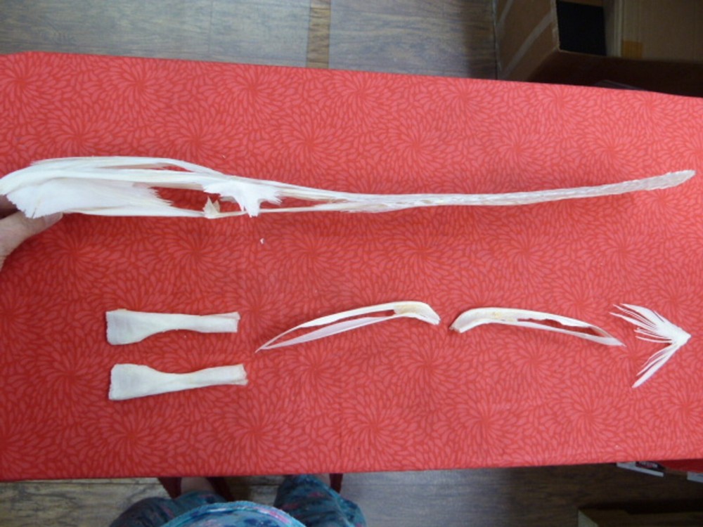 W3-j) 23" Paddlefish skeleton head bill Polyodon spathula spoonbill paddle fish