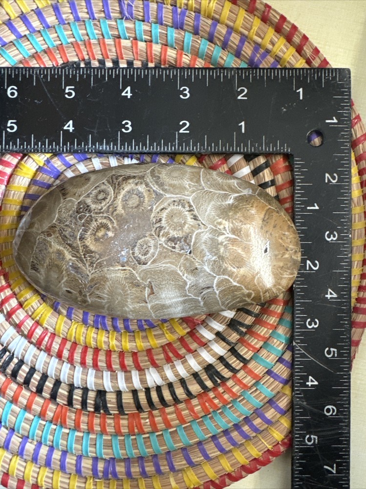 Polished Coral Head Fossil Morocco Devonian #1