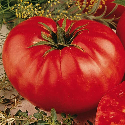 Beefsteak Tomato Seeds | Heirloom / Non-GMO | Free Shipping | Seed Store | 1020