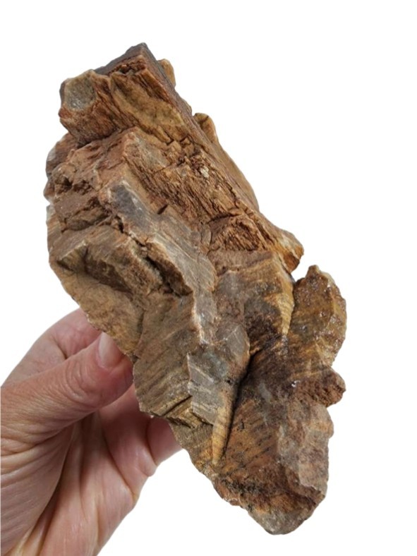Petrified Wood Rough 1lb.
