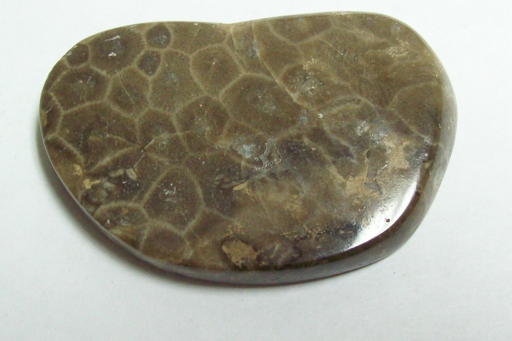 PETOSKEY Stone - Polished One Side