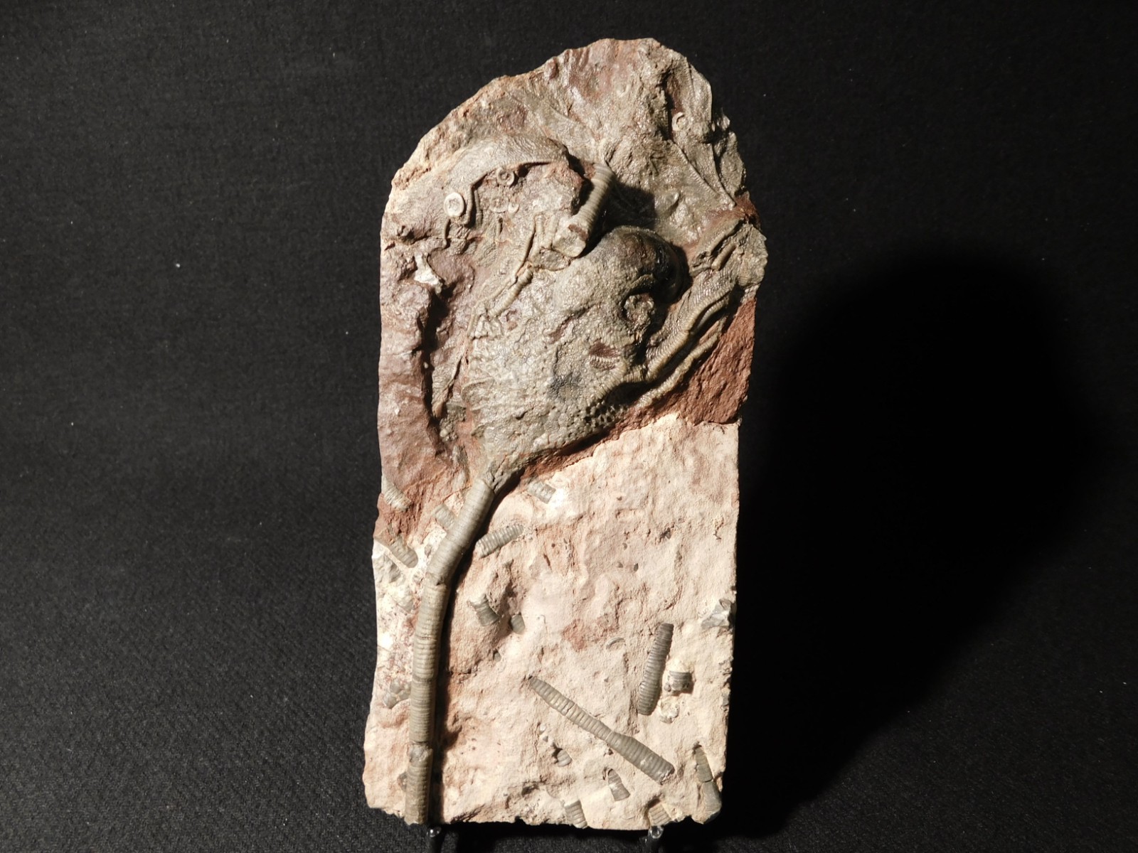 430 Million Year Old! CRINOID Fossil or Sea LILY Fossil Morocco 669gr