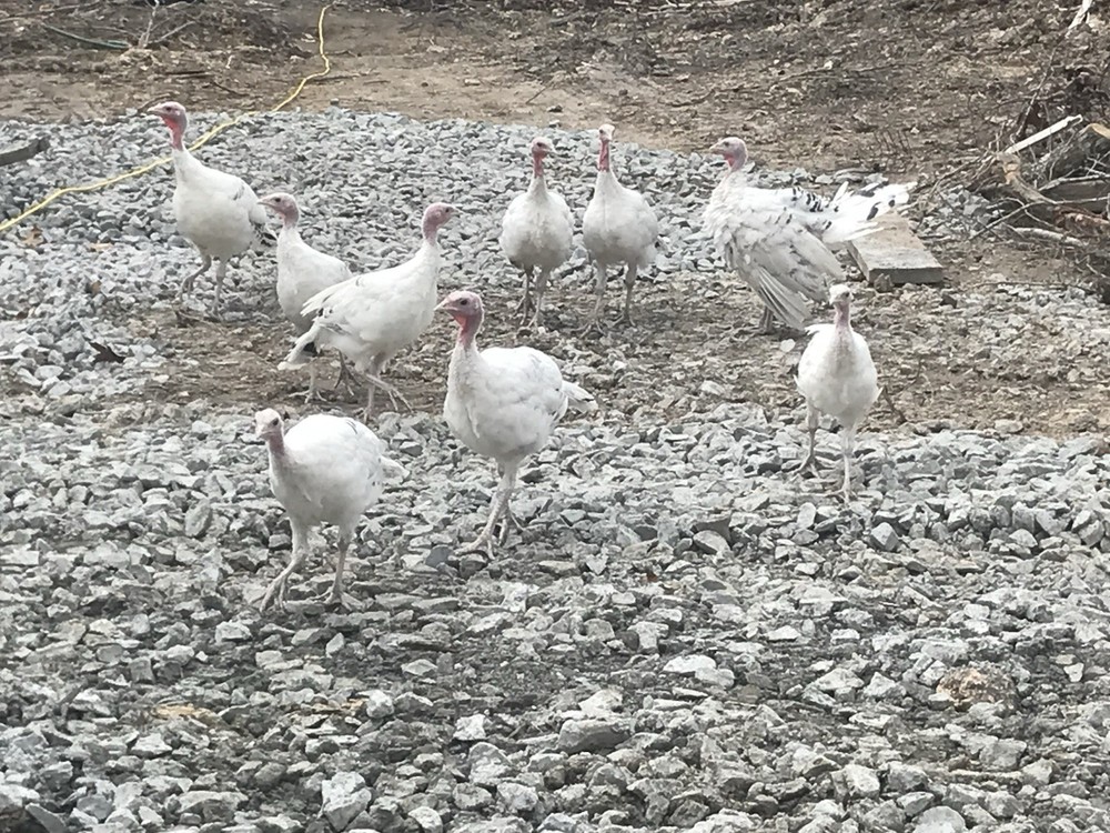 10 Royal Palm Turkey hatching eggs