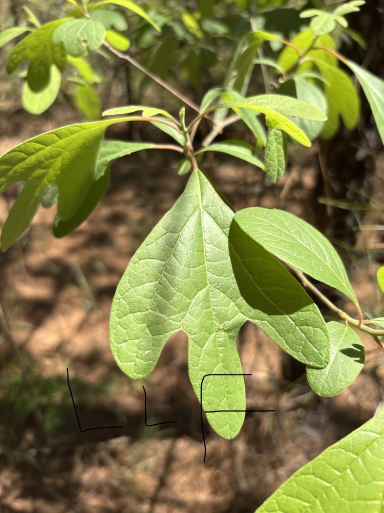 Texan Sassafras Root 1 Pound