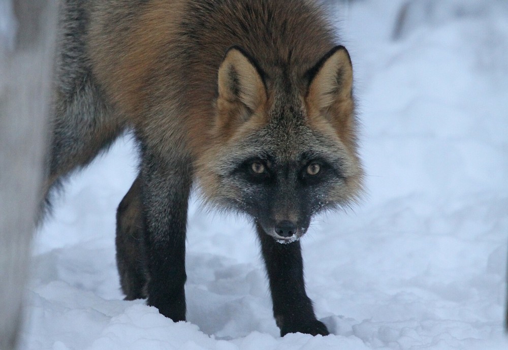 Cross Fox Taxidermy Reference Photo Cd