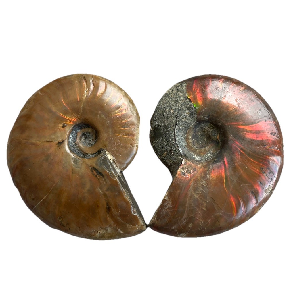 Pair Of Opalized Ammonite Fossils From Madagascar Colorful Fossil Specimens