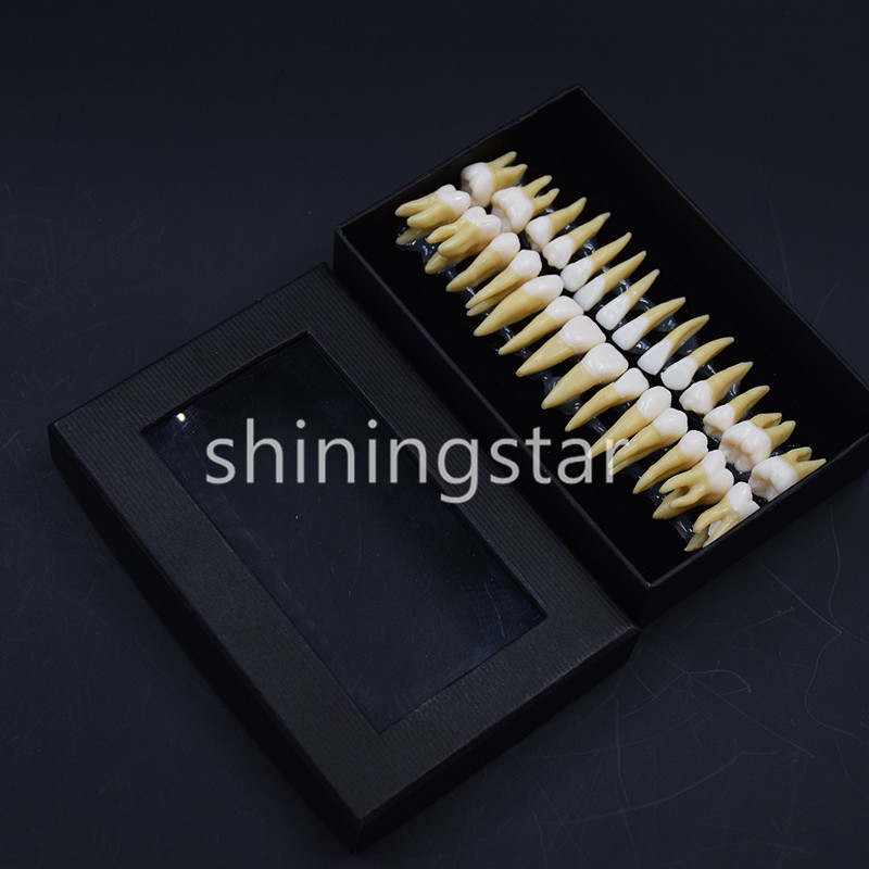 Full Upper Lower Tooth 1:1 Permanent Teeth Demonstration Teach Study Model 7008