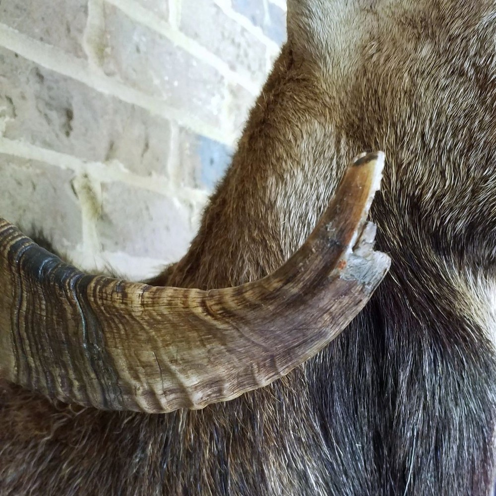 Mouflon Ram mount - 27 inch horns