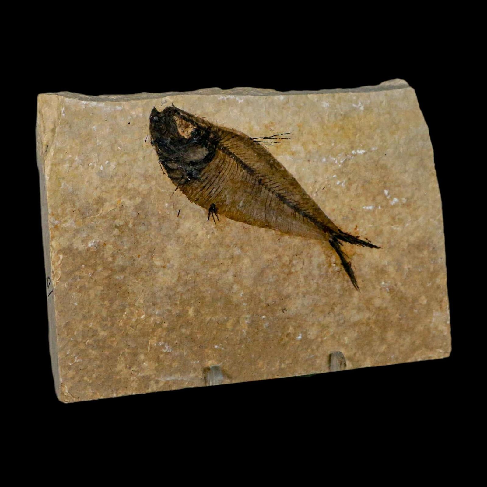 3.3" Diplomystus Dentatus Fossil Fish Green River FM WY Eocene Age COA, Stand