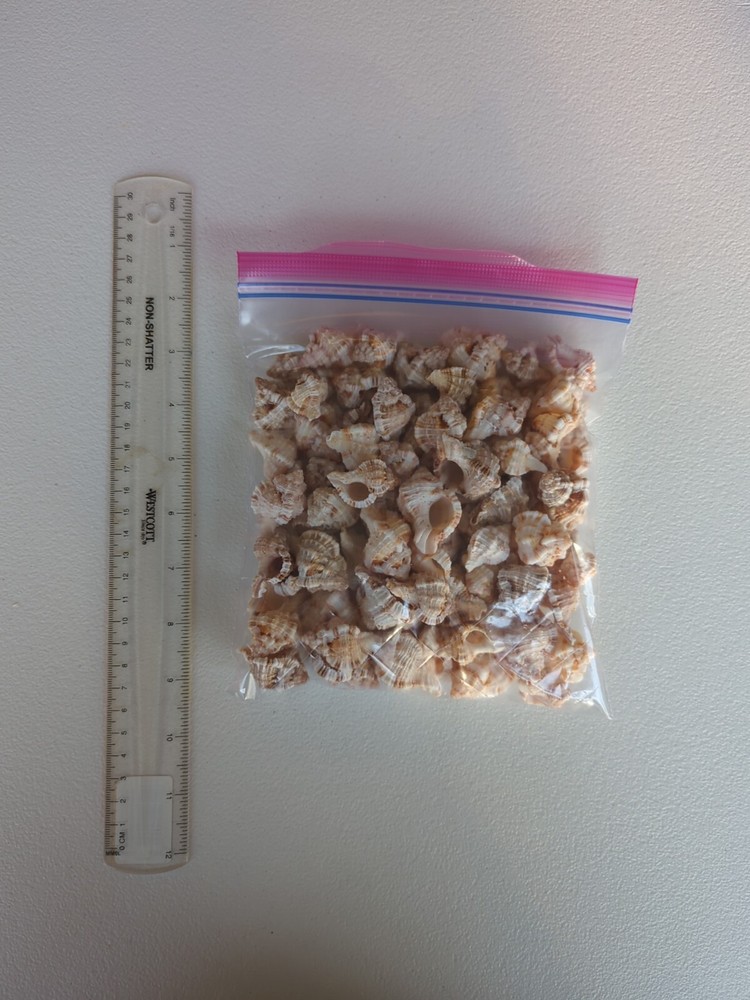Quart size bag of Apple Murex shells