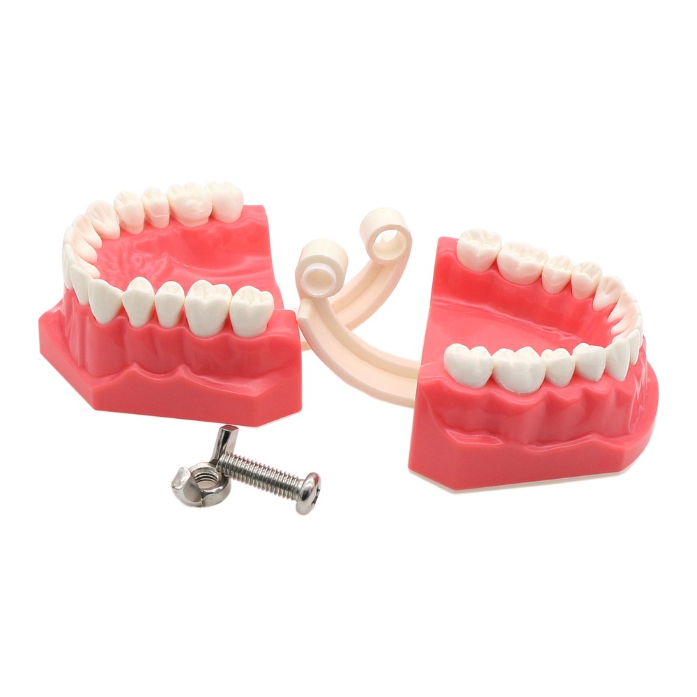 Dental 1:1 Model Brushing Flossing Practice Teeth Typodont Model Teach Study