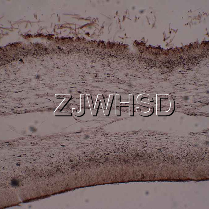 100pcs Glass Prepared Basic Science Microscope Slides Sample Biology Pathology