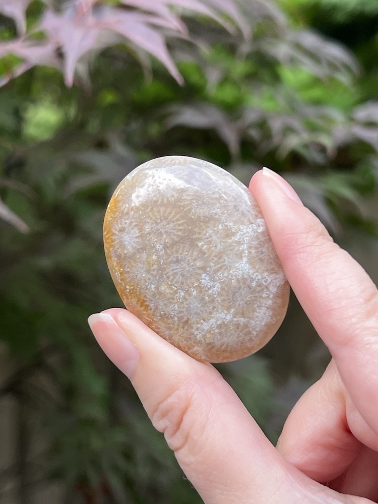 Fossilized Coral Crystal Palmstone AAA+ 40