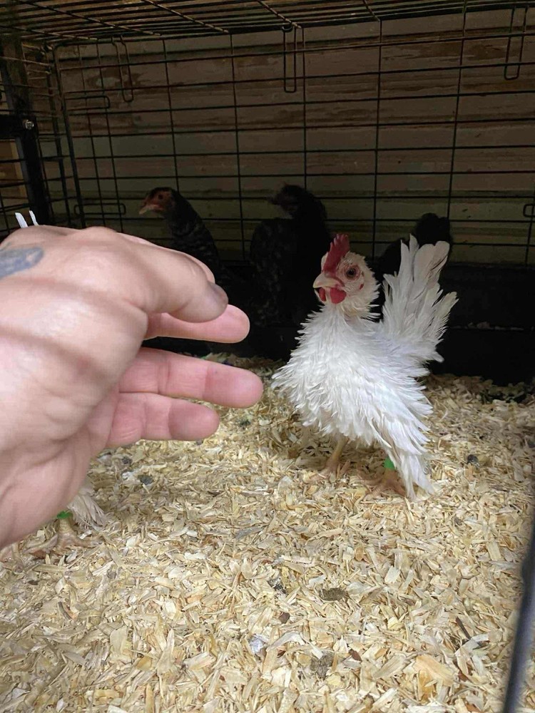 18++Small/Micro A&B SERAMA Hatching Eggs