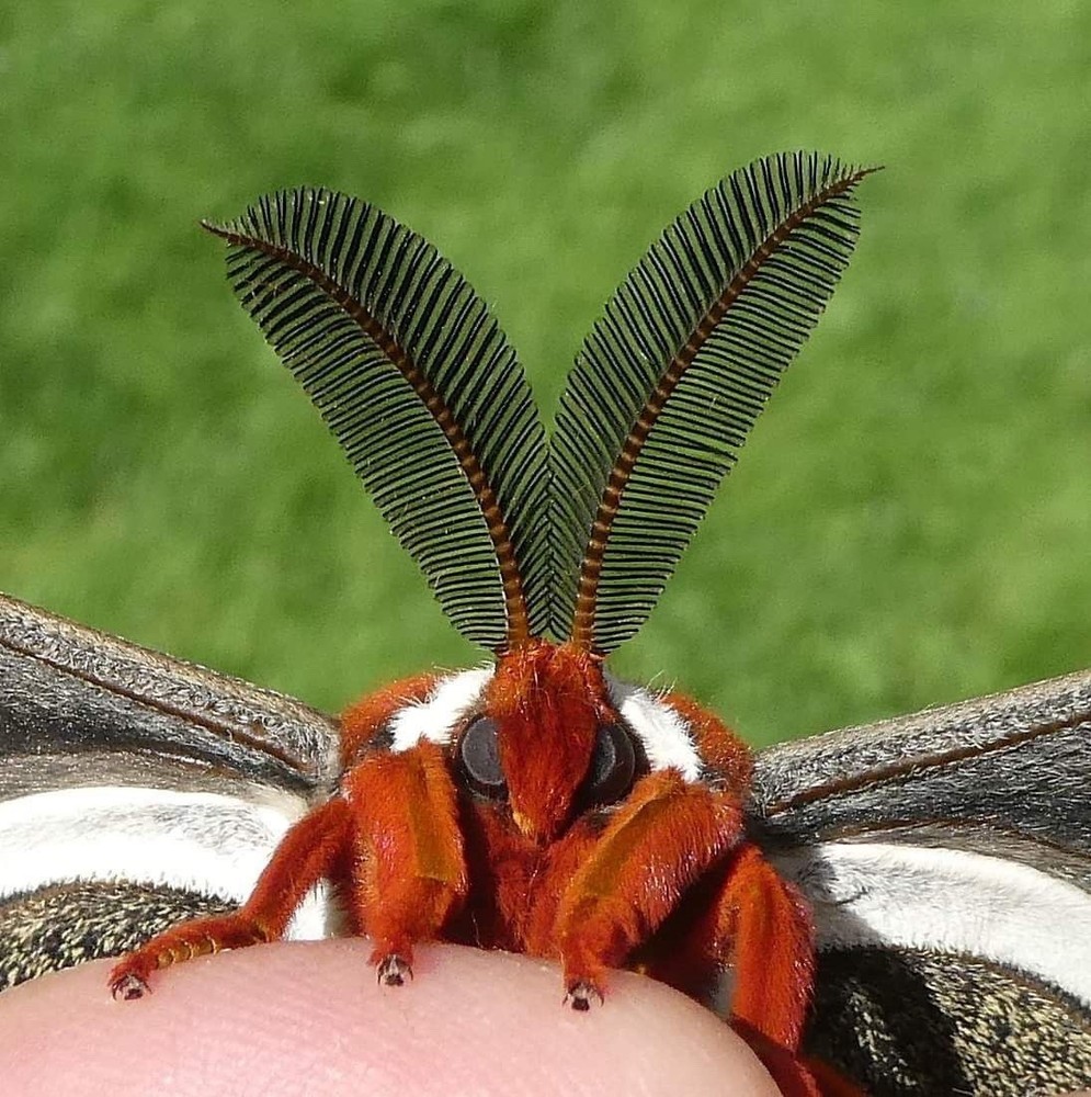 Cecropia Moth cocoon / Pupa