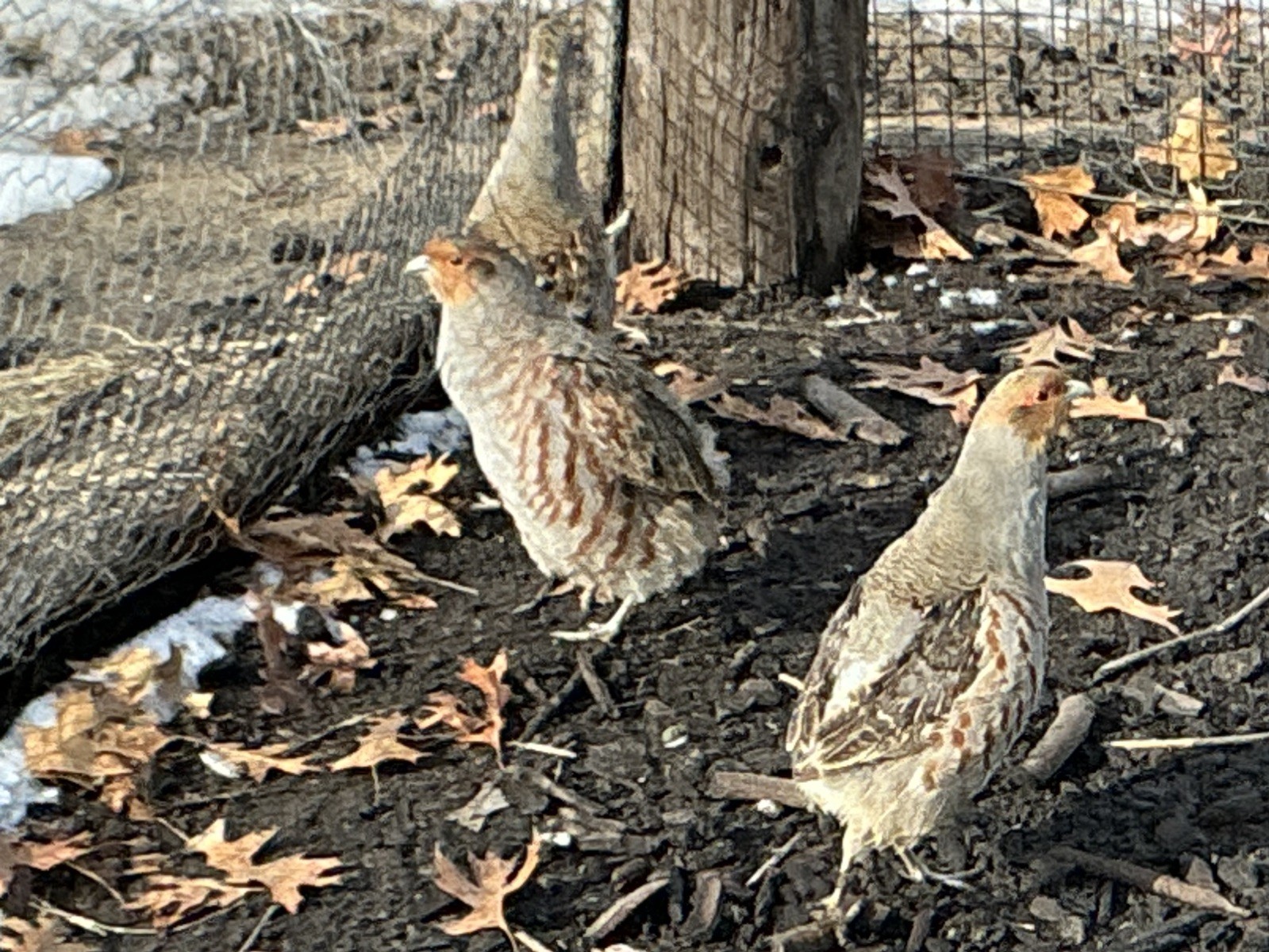 PRESALE Hungarian Partridge Hatching Eggs Qty 16+2 Shipping Late April /May