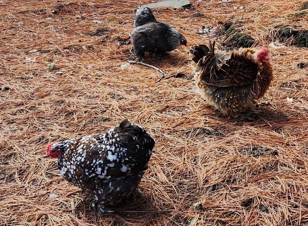 Bantam Cochin Hatching Eggs ~ COLORS~ Frizzle Possible!! 12+ Eggs